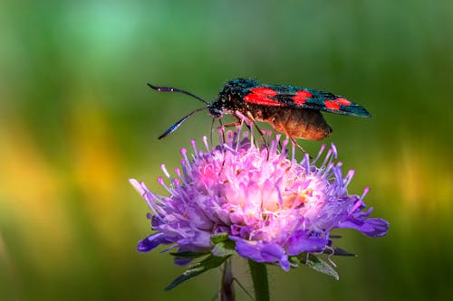 ฟรี คลังภาพถ่ายฟรี ของ การถ่ายภาพแมลง, การถ่ายเรณู, ดอกไม้สีม่วง คลังภาพถ่าย