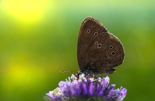 Brown Butterfly Perched on a Purple Flower