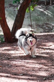 A Siberian Husky running with joy in a wooded area during the day.