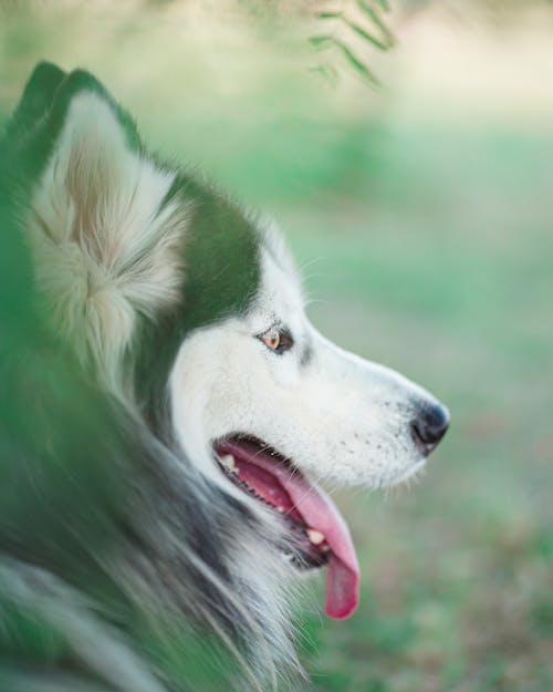 Imagine de stoc gratuită din a închide, adorabil, animal