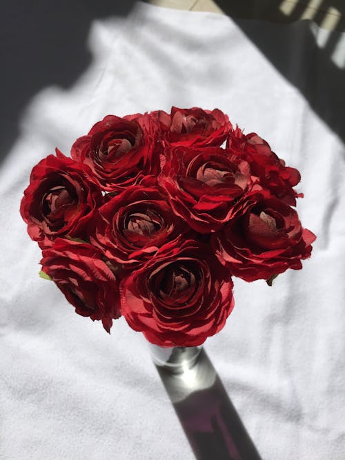 Fotobanka s bezplatnými fotkami na tému červené ruže, flóra, jemný