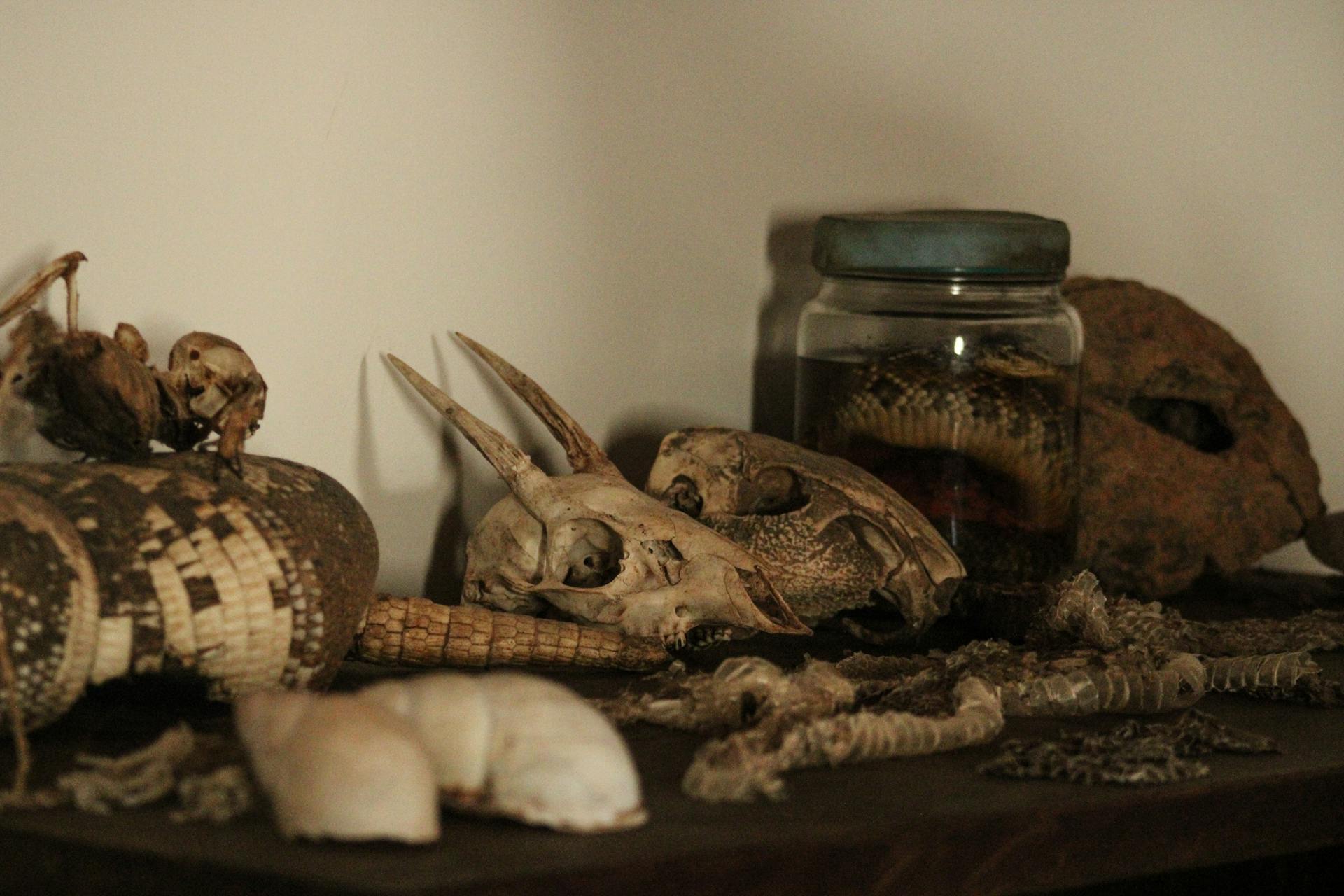 Animal Skull Collection on Shelf