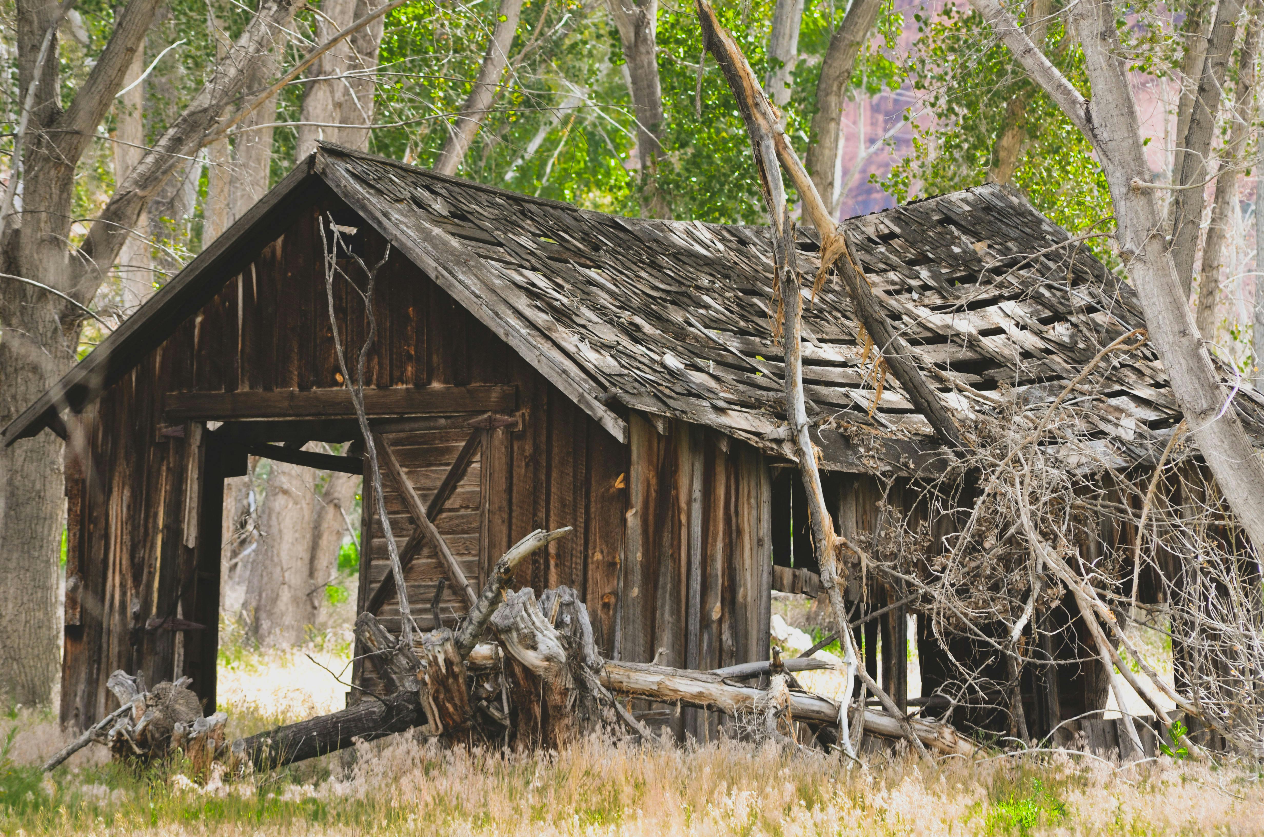 Explore the charm of an old, abandoned wooden cabin surrounded by lush greenery and trees.