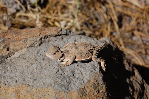 Free Pygmy Short-horned Lizard on Rock Stock Photo