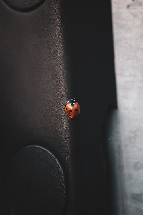 Macro Photography of Red Ladybug 
