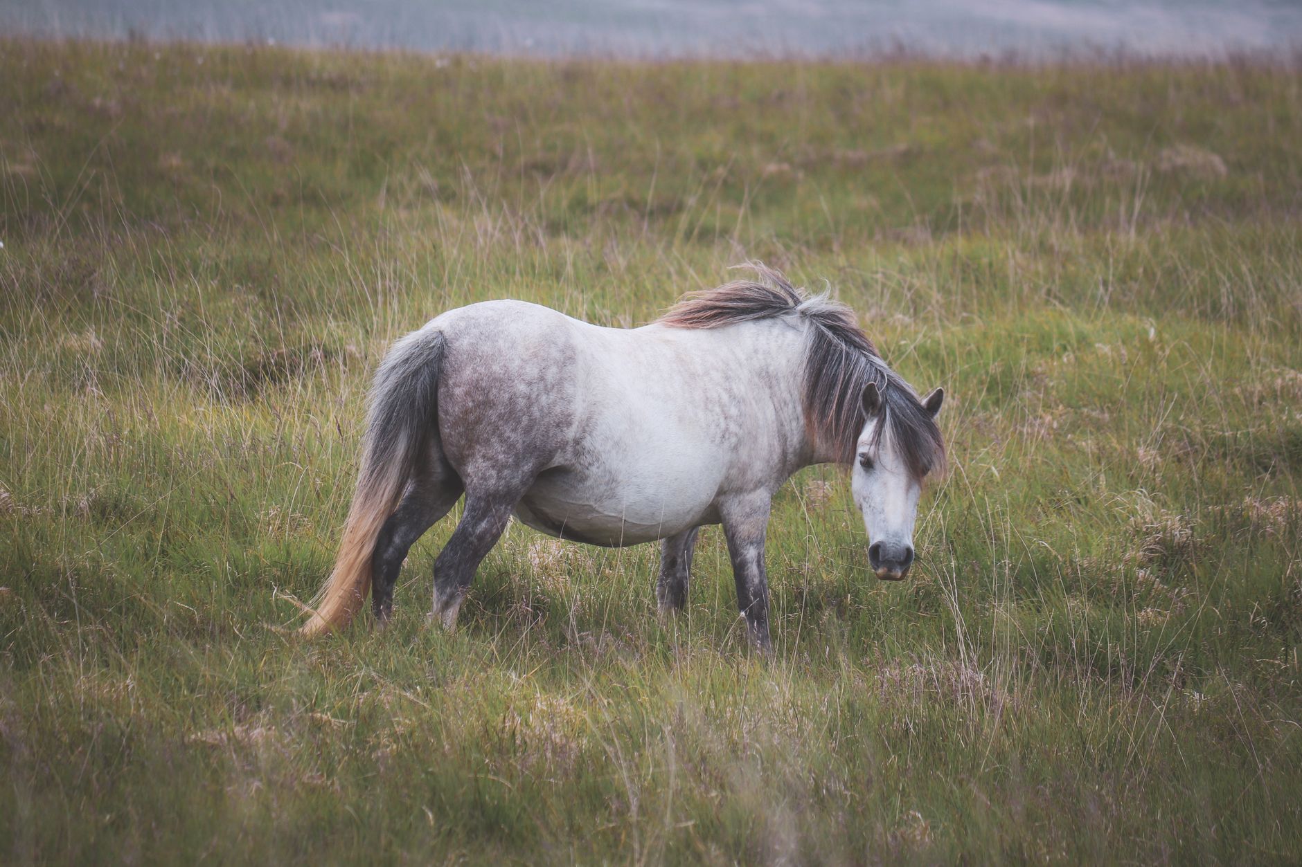 A wild pony grazes in the scenic fields of Brecon Beacons, Wales, showcasing natural beauty.