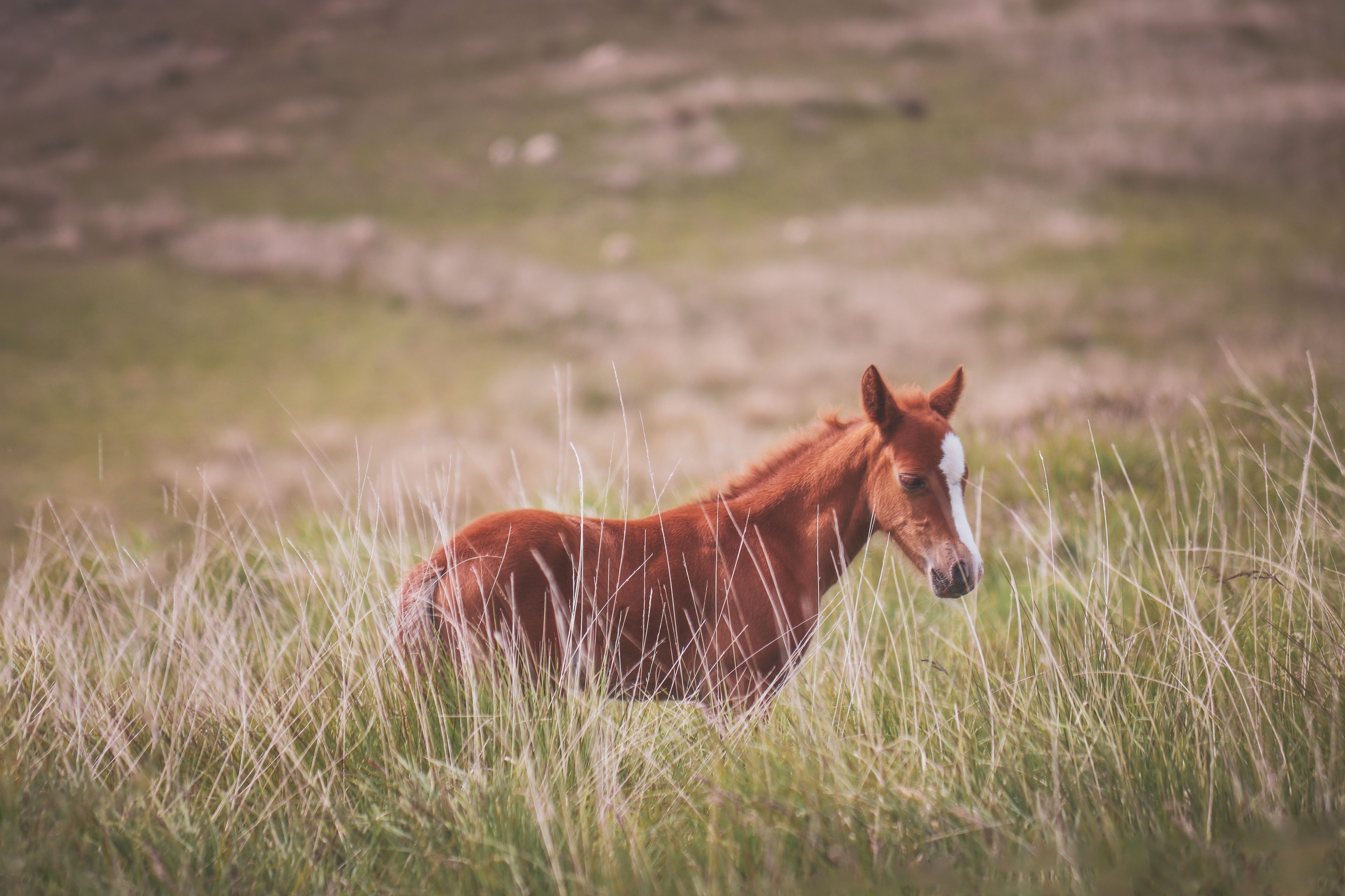 Brown Horse on Green Grass Field · Free Stock Photo