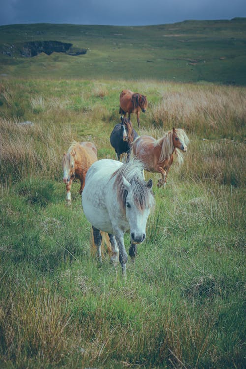 Imagine de stoc gratuită din cai, câmp, fotografiere verticală
