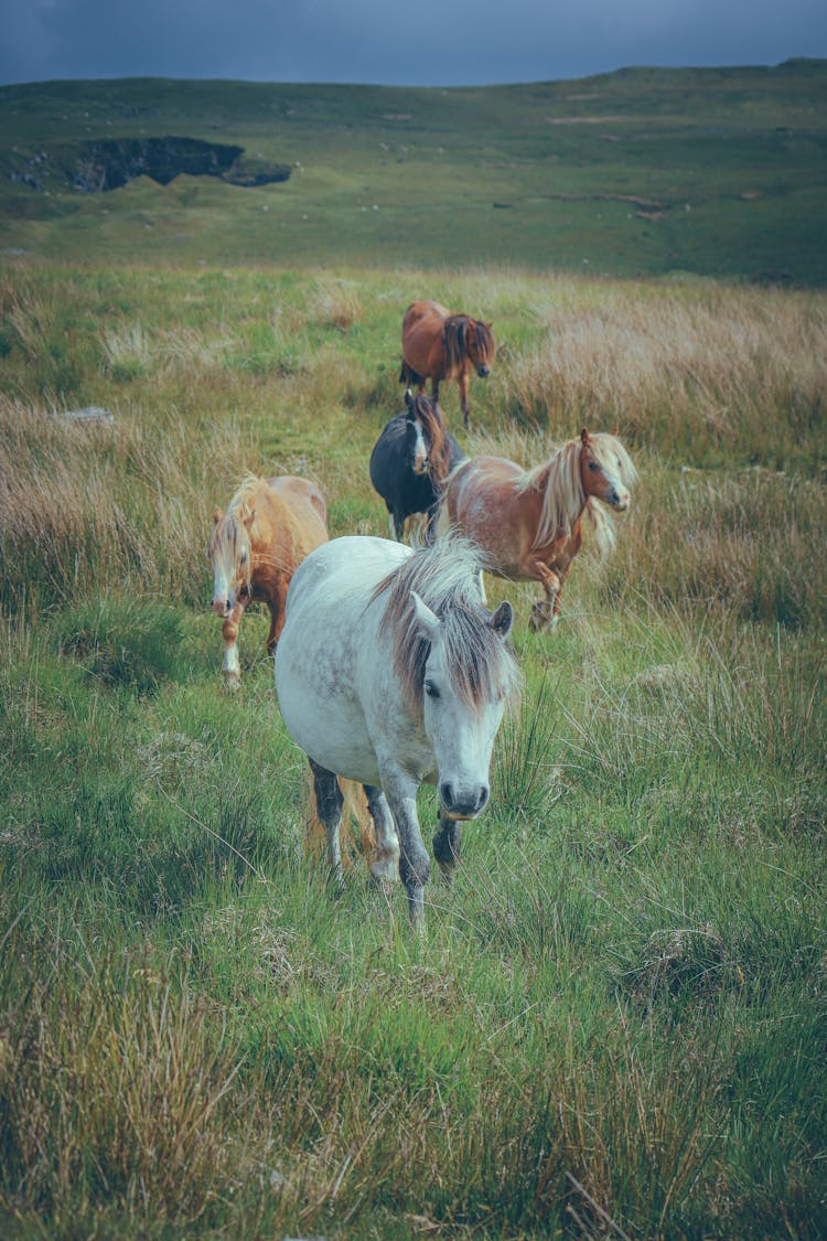 A Herd Of Wild Horses In The Countryside