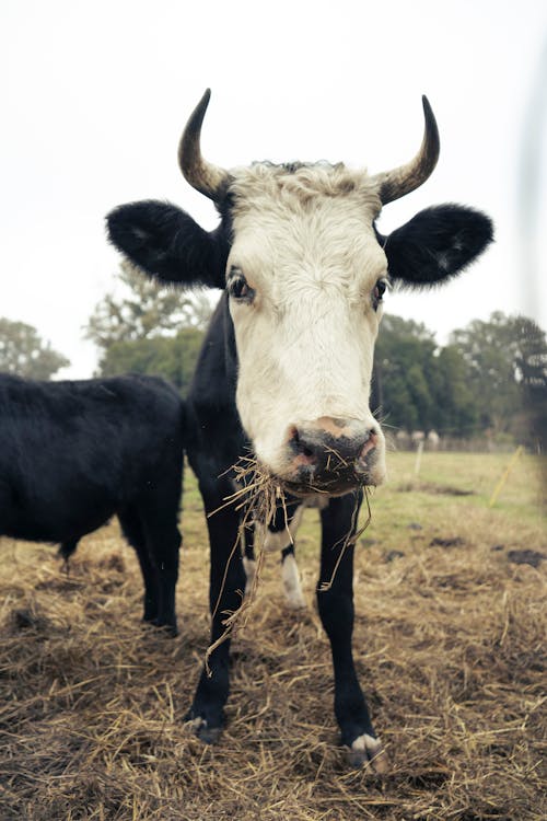 Free Black and White Cow on Brown Grass Field Stock Photo