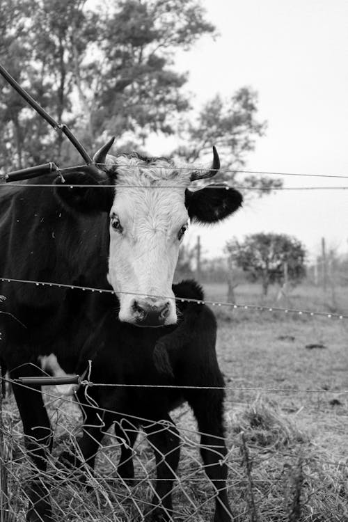 Free Grayscale Photo of Cow Behind Wire Fence Stock Photo