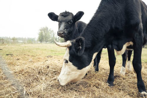 Cattle eating on Grass