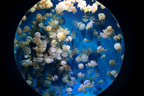 An Aquarium Full of Jellyfish