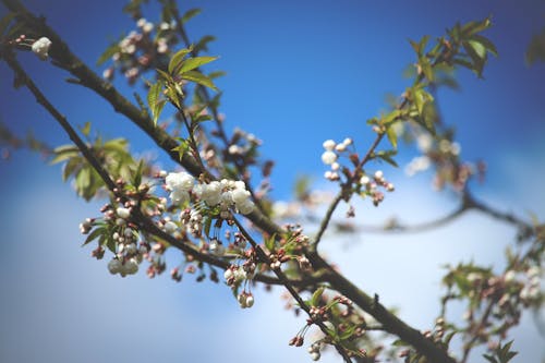 Free stock photo of bloom, blue, branches