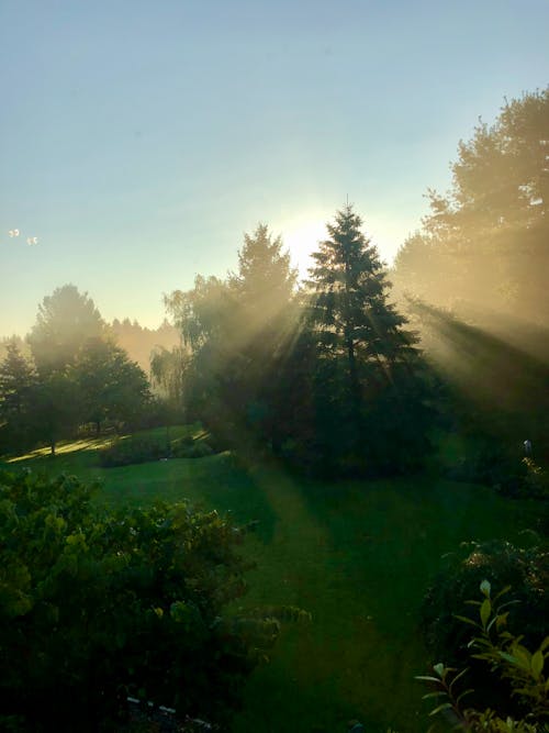 Sun Rays on Green Tree 