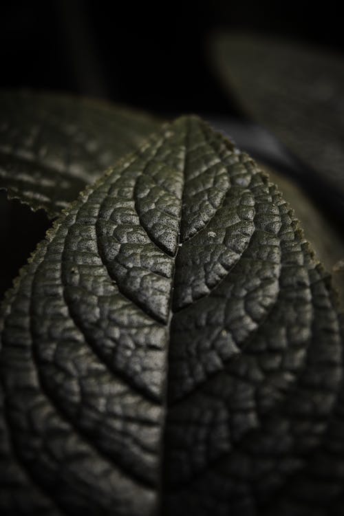 Green Leaf in Macro Photography