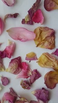 A collection of colorful dry rose petals scattered on a white background.