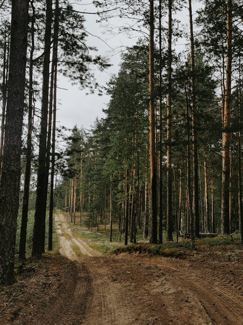 Kostenloses Stock Foto zu äste, baumstämme, groß