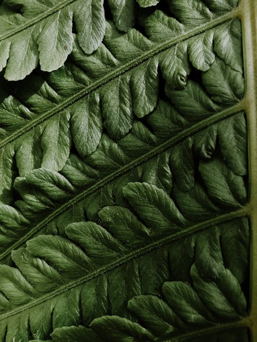 Бесплатное стоковое фото с высокое разрешение, зеленый лист, макросъемка