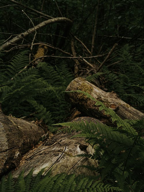 Foto profissional grátis de caules, floresta, folhas de samambaia