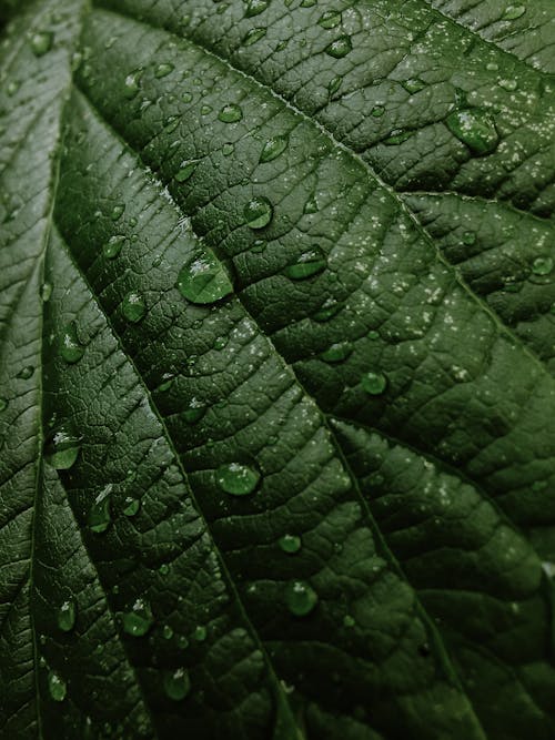 マクロ撮影, 水滴, 緑色の葉の無料の写真素材