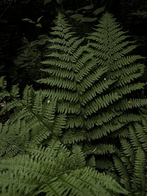 Green Fern Plant