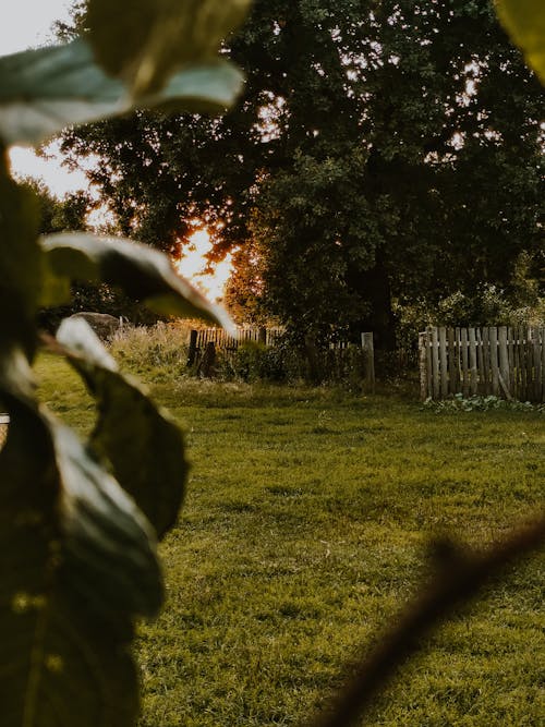 Green Grass Field With Trees and Wooden Fence