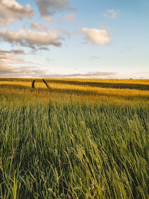 açık hava, alan, buğday tarlası içeren Ücretsiz stok fotoğraf