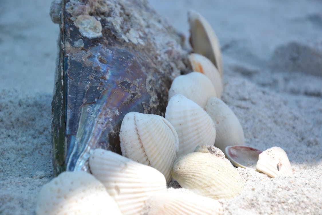 Free stock photo of beach, sand, shells