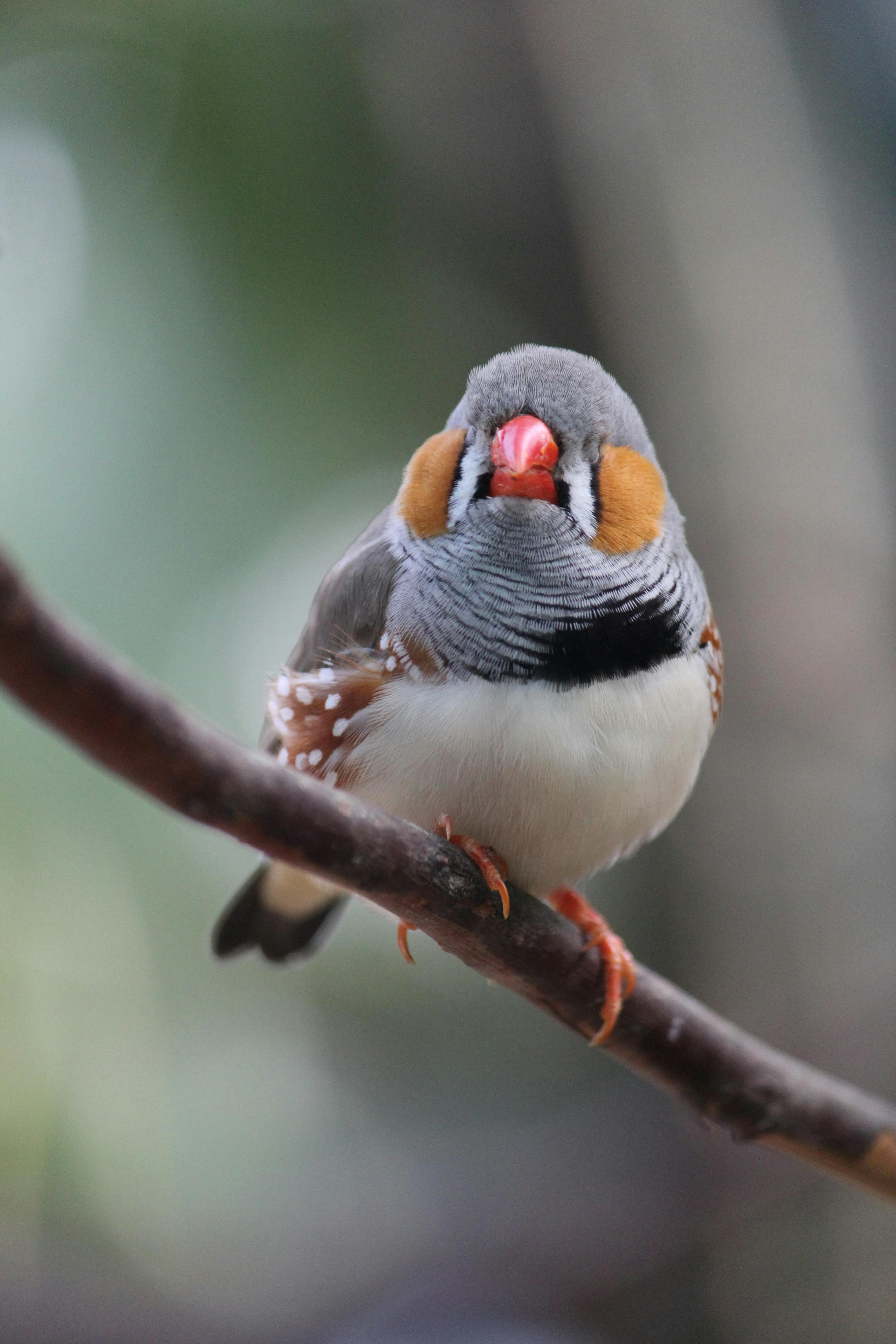Diamante de Gould
