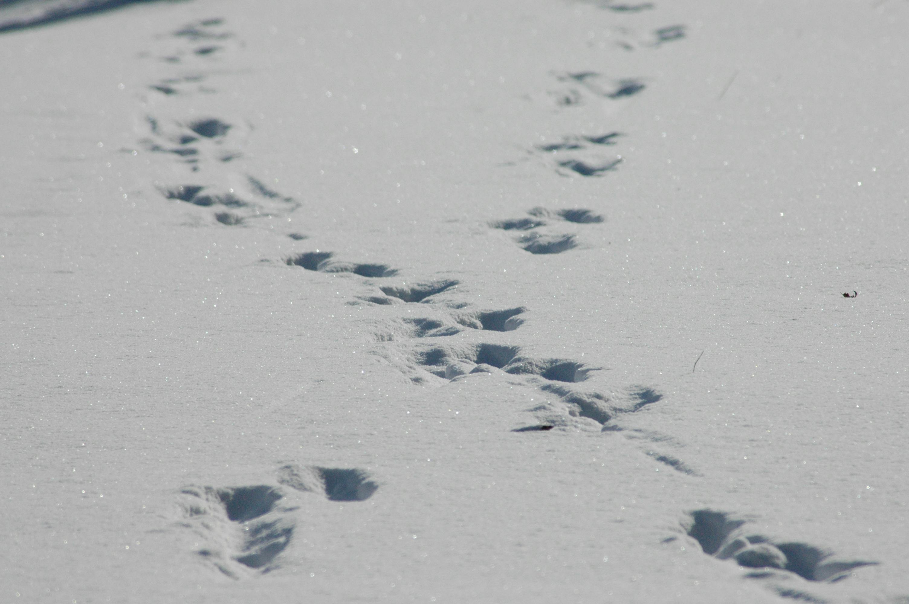 Free stock photo of footprints, snow, winter