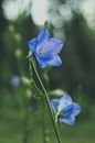 Close-up Shot of Harebells in Bloom