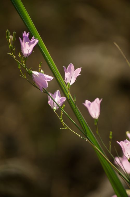 Free Close-up of delicate purple wildflowers blooming outdoors, showcasing nature's beauty. Stock Photo