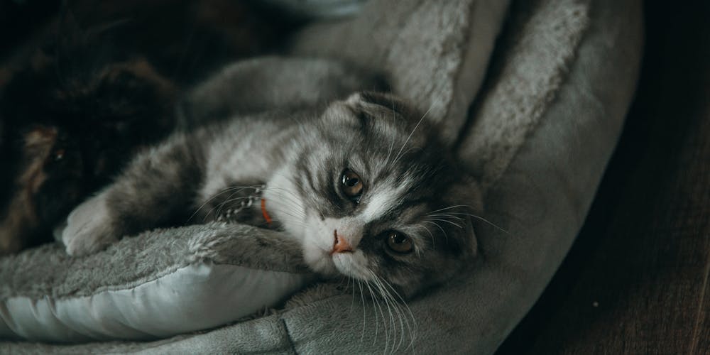 Khám Phá Thế Giới Bóng Đá Tại https//keonhacaivnic.com/ - Nơi Mang Lại Những Điều Thú Vị