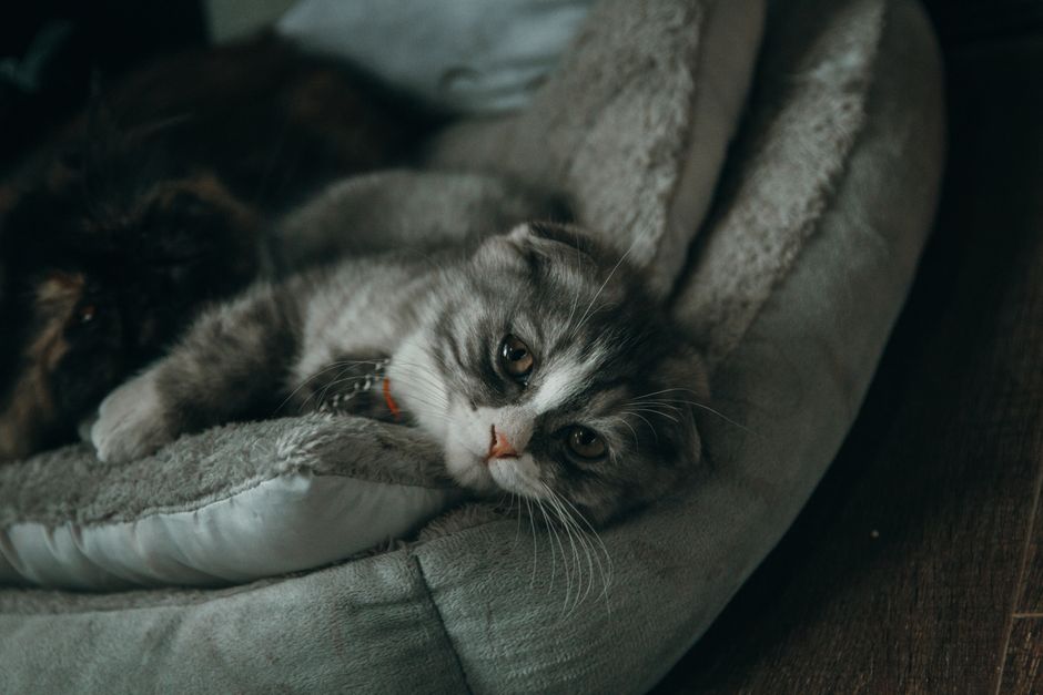 pexels-photo-866496.jpeg?auto=compress&cs=tinysrgb&h=650&w=940