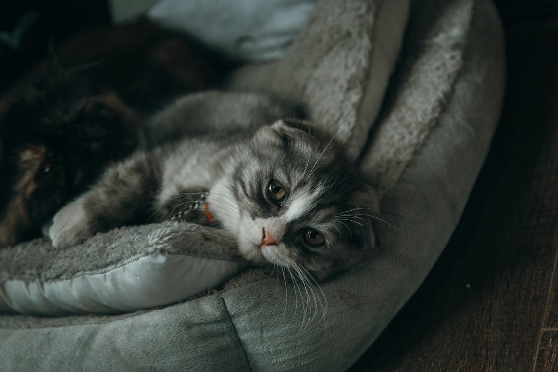 躺在灰色的枕頭上的灰色和白色的貓的特寫照片