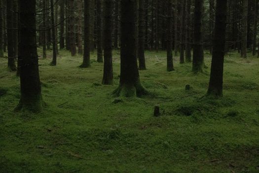 A peaceful forest scene with moss-covered ground and vertical tree trunks.