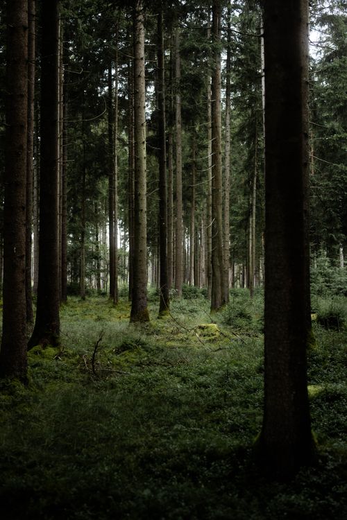 Free A tranquil view of lush forest with towering trees creating a peaceful ambiance. Stock Photo