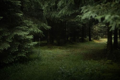 Free A serene pathway leads through a dense and lush forest landscape, inviting exploration. Stock Photo
