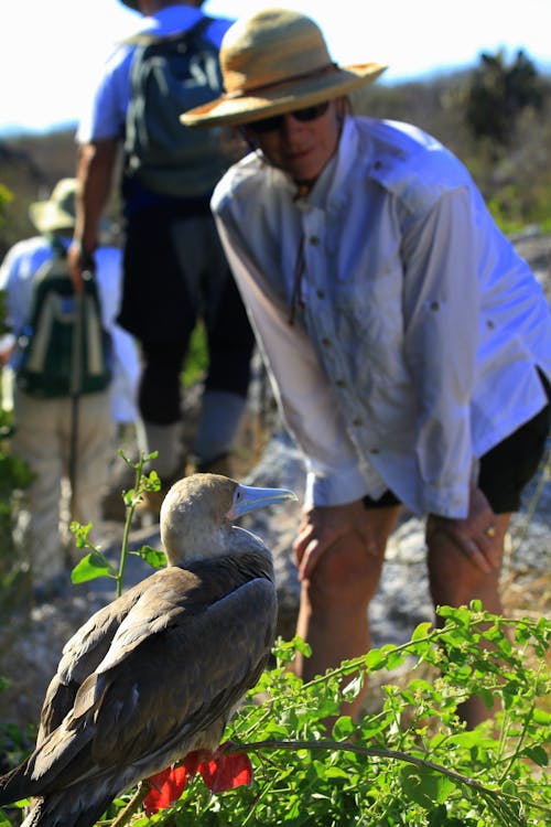 ekvador, galapagos, kırmızı ayaklı boobie içeren Ücretsiz stok fotoğraf