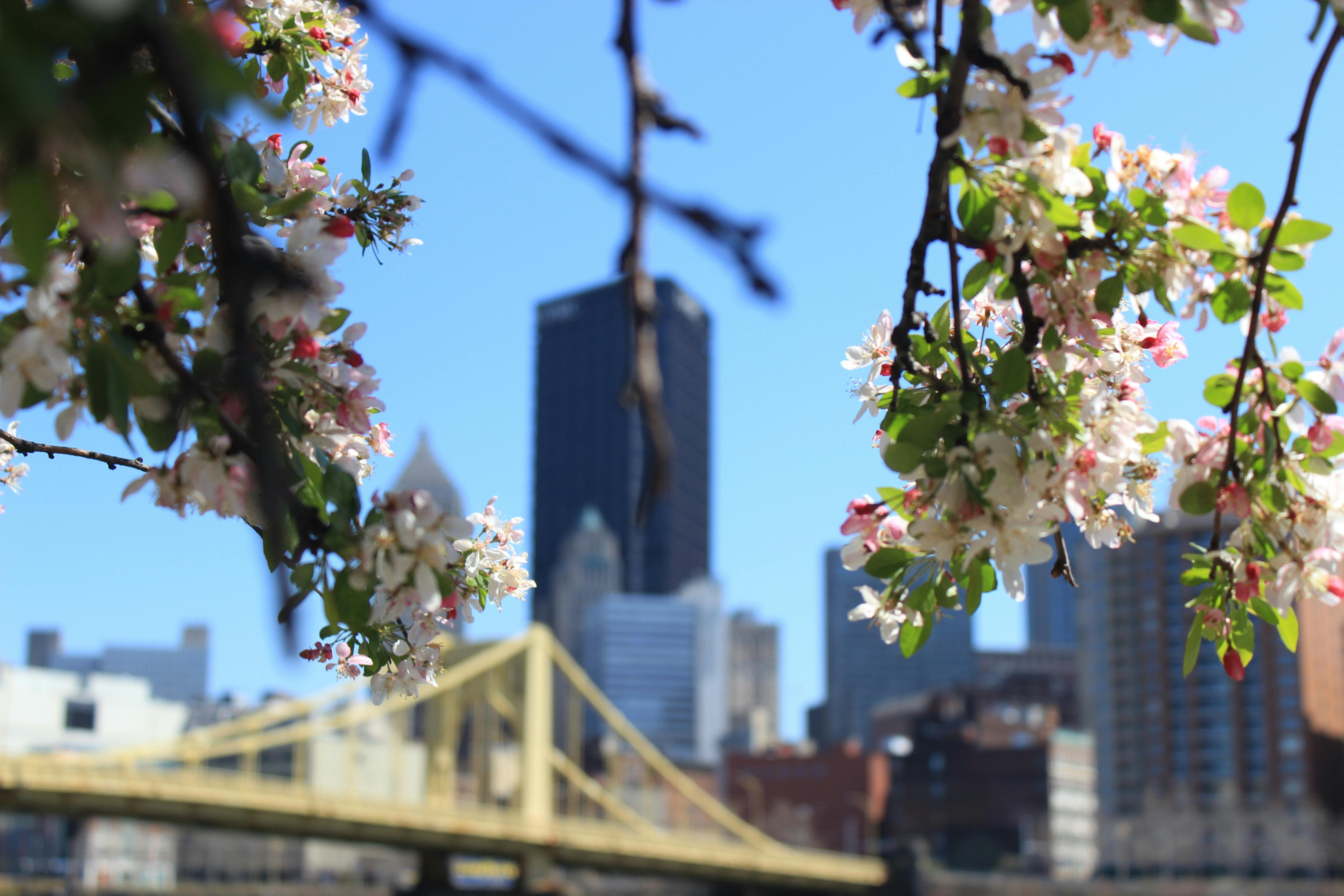 Cherry blossoms with an urban skyline and bridge backdrop, capturing city and nature