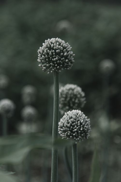 Free Artistic close-up of Allium flowers with a focus on their spherical blooms. Stock Photo