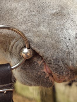 Detailed shot of a horse's mouth with a metal bit and leather bridle.