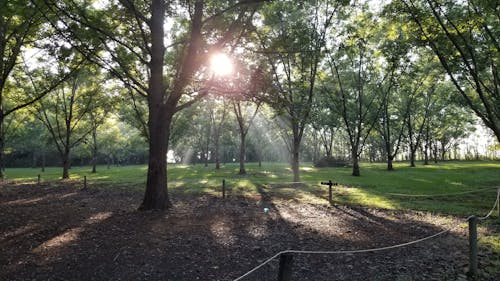 Fotos de stock gratuitas de bosque, luz del sol