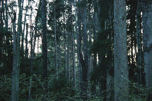 나무, 소나무, 숲의 무료 스톡 사진
