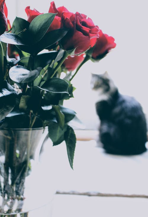 Shallow Focus Photography Of Red Roses