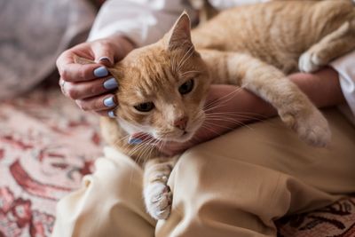 Woman cuddling a fluffy orange cat on a couch