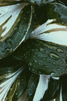 A close-up shot of lush green leaves covered with refreshing water droplets.