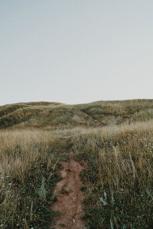 An Unpaved Pathway in a Grass Field