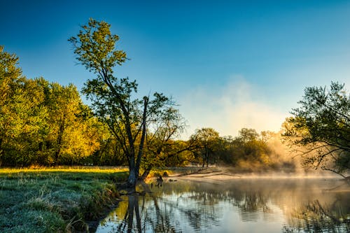 Gratis lagerfoto af blade, diset, fredelig